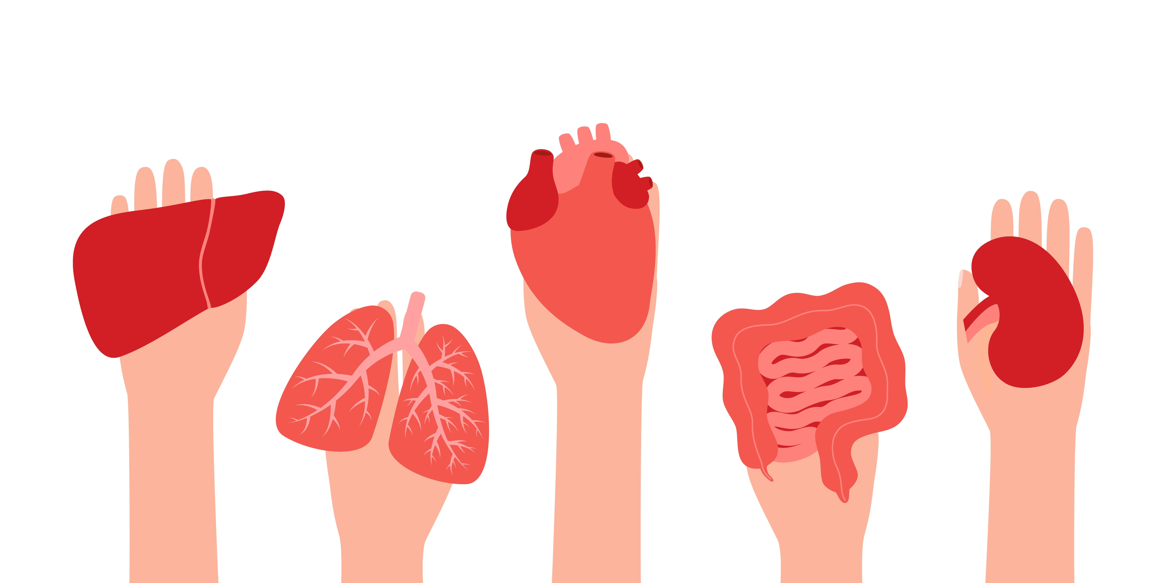 Programa de Transplantes